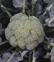 Насіння капусти броколі Кеззі F1, п.о. 1 тис. насінин (Kitano Seeds)
