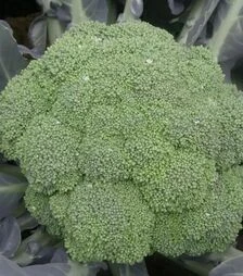 Насіння капусти броколі Самоа F1, п.о. 1 тис. насінин (Cora Seeds)