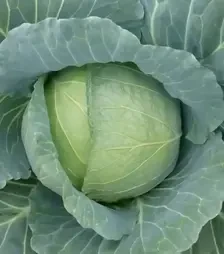 Насіння білоголової капусти Хонка F1, п.о. 2500 насінин (Kitano Seeds)
