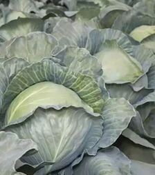 Насіння білоголової капусти Аксона F1 (КС 29), п.о. 2,5 тис. насінин (Kitano Seeds)
