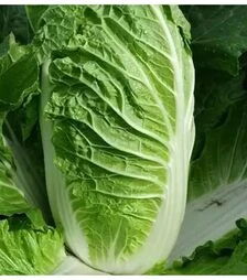 Насіння пекінської капусти Кьюстар F1, п.о. 2,5 тис. насінин (Takii Seed)