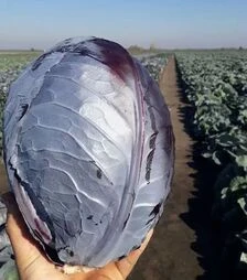 Семена красноголовой капусты Розера, п.е. 2,5 тыс. семян (Hazera)
