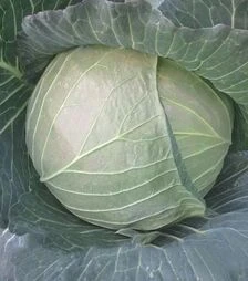 Насіння білоголової капусти CRX 16102 F1, п.о. 2,5 тис. насінин (Cora Seeds)