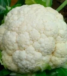Насіння цвітної капусти CRХ 13949 F1, п.о. 500 насінин (Cora Seeds)