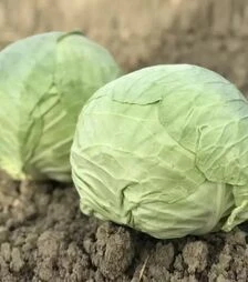 Насіння білоголової капусти Баградіон F1, п.о. 1 тис. насінин (Cora Seeds)