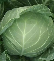 Насіння білоголової капусти Компас (Глоуб Майстер) F1, 10 г (Takii Seed)