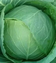 Насіння білоголової капусти Чірз F1, 10 г (Takii Seed)