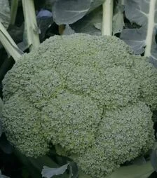 Насіння капусти броколі Квінта F1, п.о. 2500 насінин (Takii Seed)