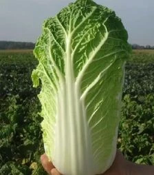 Насіння пекінської капусти Ендуро F1, п.о. 2500 насінин (Takii Seed)