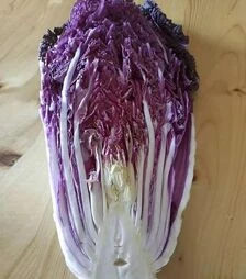 Насіння пекінської капусти КС 888 F1, п.о. 500 насінин (Kitano Seeds)