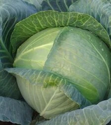 Насіння білоголової капусти Кейко (INX 524) F1, п.о. 1 тис. насінин (Innova Seeds)