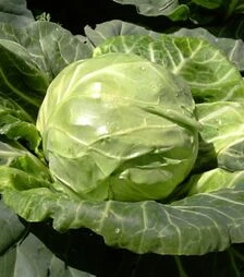 Насіння білоголової капусти Арета (INX 511) F1, п.о. 2,5 тис. насінин (Innova Seeds)