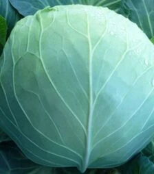 Насіння білоголової капусти KC 29 F1, п.о. 2,5 тис. насінин (Kitano Seeds)