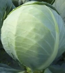 Насіння білоголової капусти KC 60 F1, п.о. 2,5 тис. насінин (Kitano Seeds)