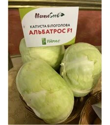 Насіння білоголової капусти Альбатрос F1, п.о. 2,5 тис. насінин (Moravo Seed)