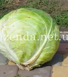 Насіння білоголової капусти Діжон F1, п.о. 10 тис. насінин (Libra Seeds)