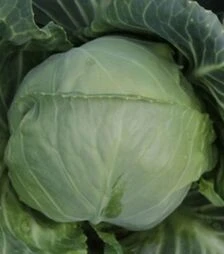 Насіння білоголової капусти Канто F1 (КС 412), п.о. 2,5 тис. насінин (Kitano Seeds)