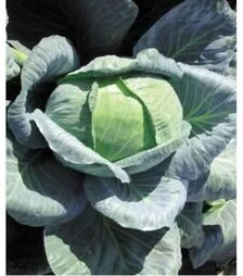 Насіння білоголової капусти Ларсія F1, п.о. 2,5 тис. насінин (Seminis)