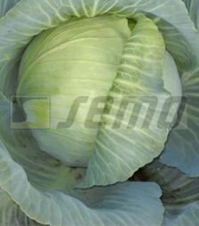 Насіння білоголової капусти Полар (Олімп), 20 г (Semo)