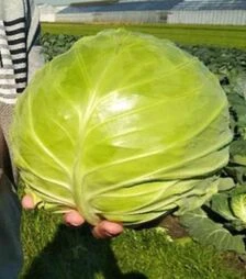 Семена белокочанной капусты Чита F1, п.о. 2,5 тыс. семян (Takii Seeds)