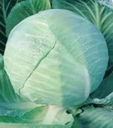 Насіння білоголової капусти Амагер, 1 г (Насіння України)