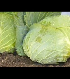 Семена белокочанной капусты Джеди Грин F1, п.о. 2,5 тыс. семян (Libra Seeds)