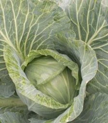 Семена белокочанной капусты JS 83 F1, п.о. 2,5 тыс. семян (Joeun Seeds)