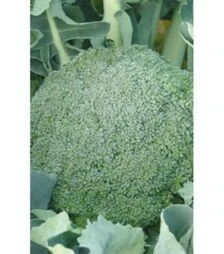 Насіння капусти броколі Лімба, 50 г (Moravo Seed)
