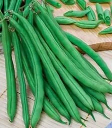 Насіння спаржевої квасолі Скуба, 5 кг (Коуел)