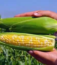 Насіння кукурудзи Пантеон F1, п.о. 1 тис. насінин (Libra Seeds)