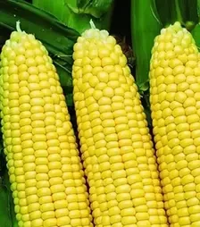 Насіння кукурудзи Сансвіт F1, п.о. 5 тис. насінин (Libra Seeds)