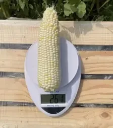 Семена кукурузы Уайт Туз F1, п.е. 2.5 тыс. семян (Spark Seeds)