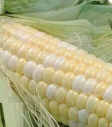 Насіння кукурудзи Респект F1, п.о. 2.5 тис. насінин (Spark Seeds)