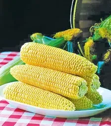 Насіння кукурудзи Спіріт F1, 1 кг (Syngenta)