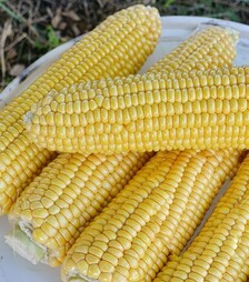 Семена кукурузы 1525 F1, п.е. 2.5 тыс. семян (Spark Seeds)