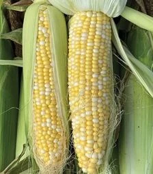 Насіння кукурудзи ВSS 1075 F1, п.о. 5 тис. насінин (Syngenta)