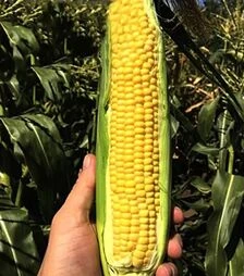 Семена кукурузы СВ 1446 СД F1, п.е. 5 тыс. семян (Seminis)
