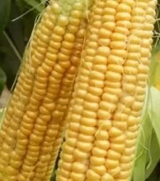 Семена кукурузы Шайнрок F1, п.е. 100 тыс. семян (Syngenta)