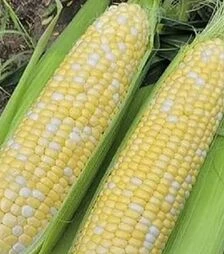 Семена кукурузы Эскорт F1, п.е. 25 тыс семян (Spark Seeds)