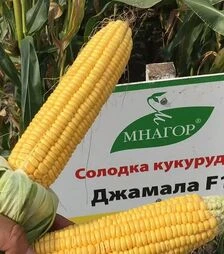 Семена кукурузы Джамала F1, п.е. 20 тыс семян (МНАГОР)