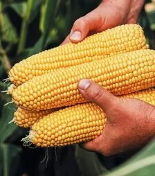 Семена кукурузы Тусон F1, п.е. 100 тыс семян (Syngenta)