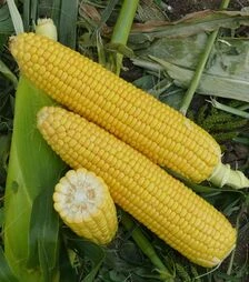 Насіння кукурудзи Уокер F1, п.о. 2500 насінин (Lark Seeds)