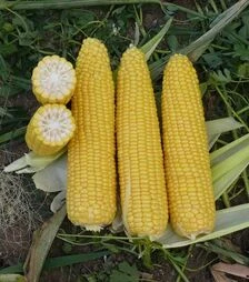 Насіння кукурудзи Добриня F1, п.о. 2500 насінин (Lark Seeds)