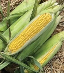 Семена кукурузы Хайглоу F1, п.е. 100 тыс семян (Syngenta)