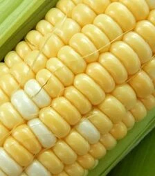 Семена кукурузы Биколор F1, 1 кг (Moravoseed)