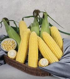 Семена кукурузы Хан F1, 500 г (May Seeds)