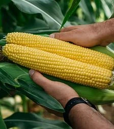 Насіння кукурудзи Фаєстар F1, п.о. 100 тис. насінин (Syngenta)