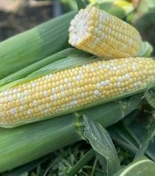 Семена кукурузы Экшен F1, п.е. 2500 семян (Spark Seeds)