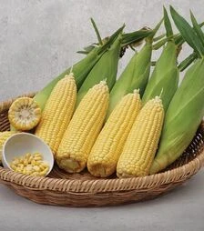 Семена кукурузы Вега F1, 5 кг (May Seeds)