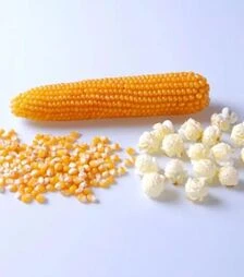 Семена кукурузы Саммер F1, п.е. 25 тыс. семян (Spark Seeds)
